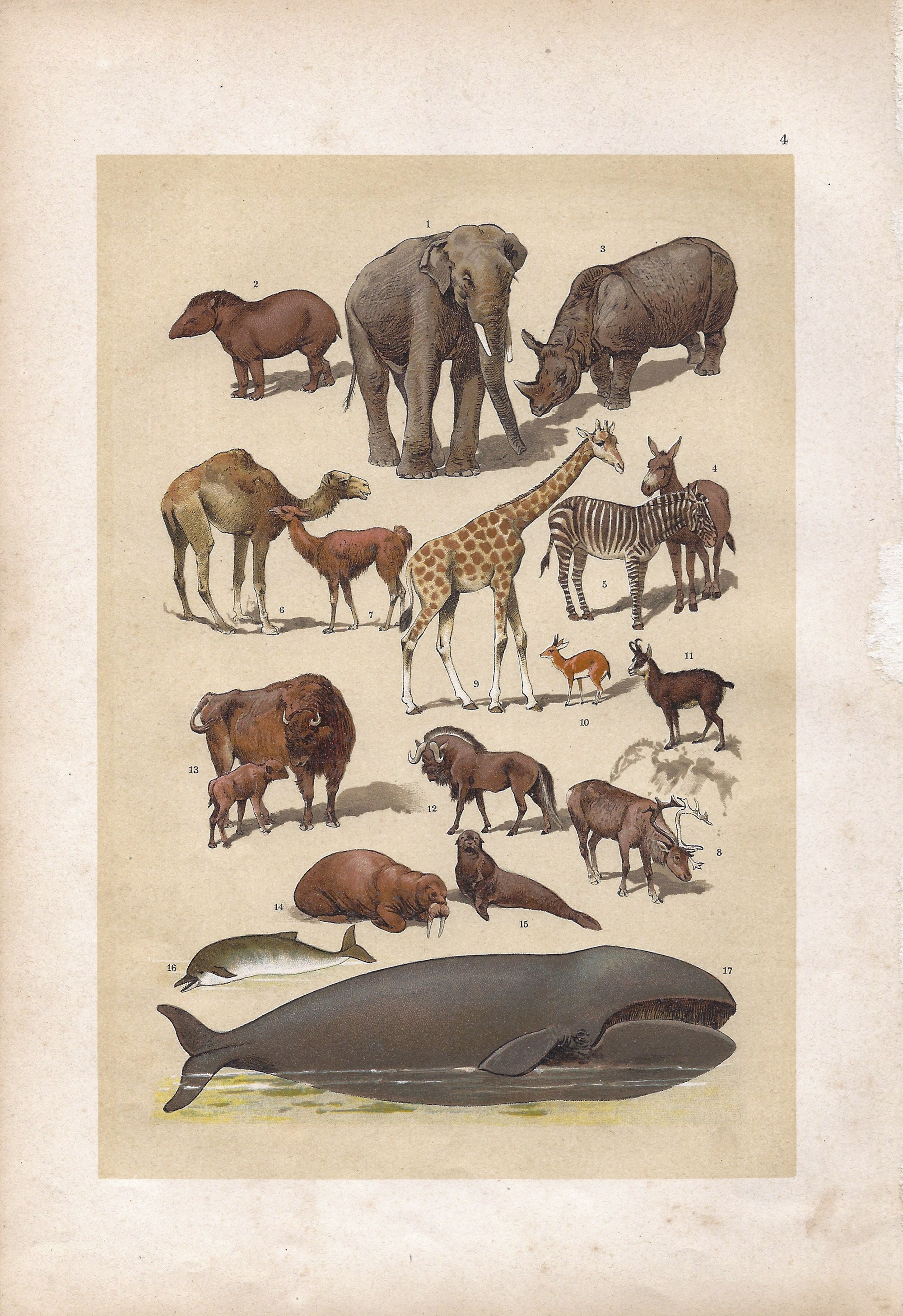 1895 Wagner's Natural History Lithograph | Detailed Illustrations