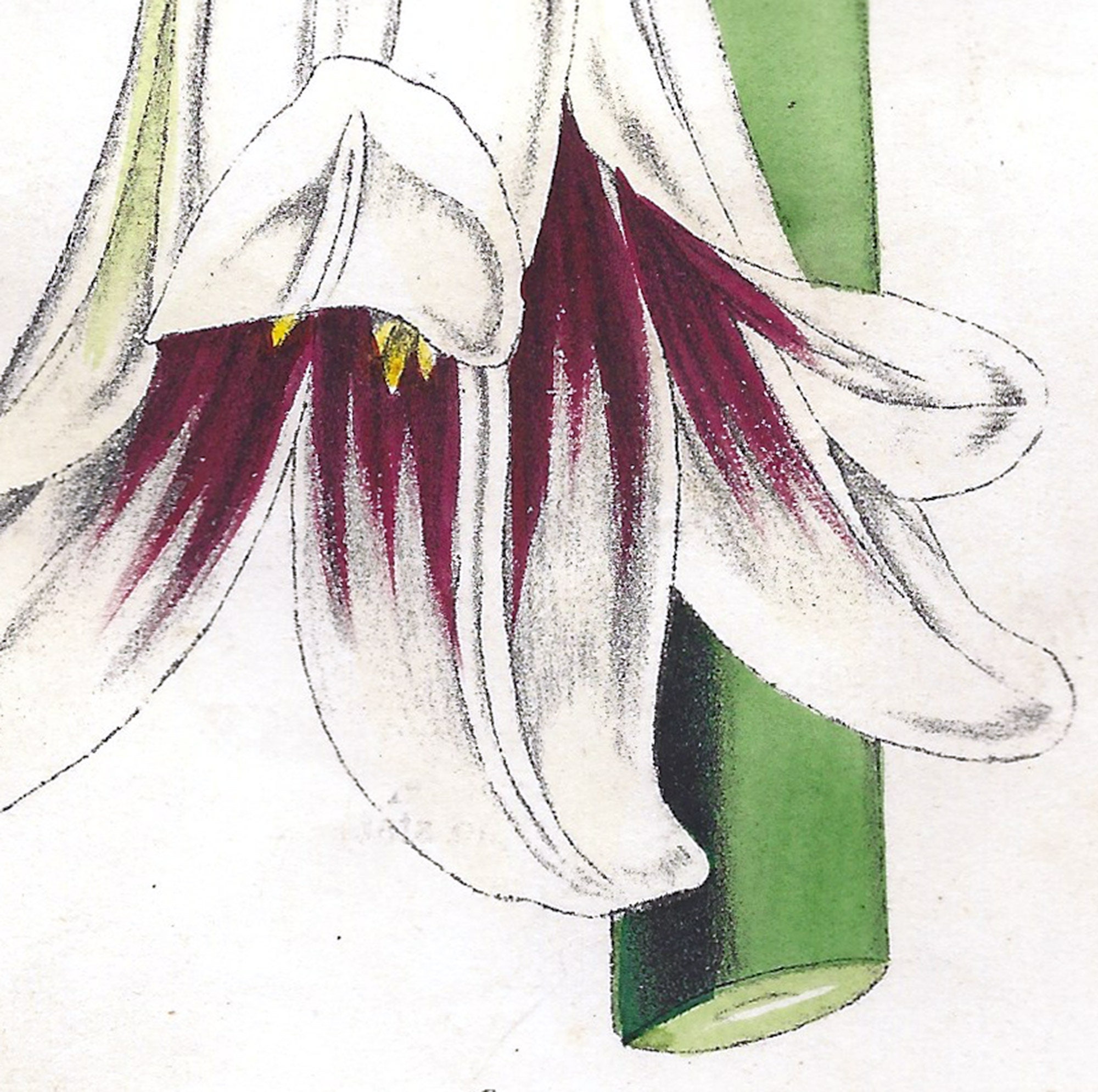 Lilium Montanum & Digitalis flower リトグラフ Lilium Montanum & Digitalis flower リトグラフ 石版画・リトグラフ
