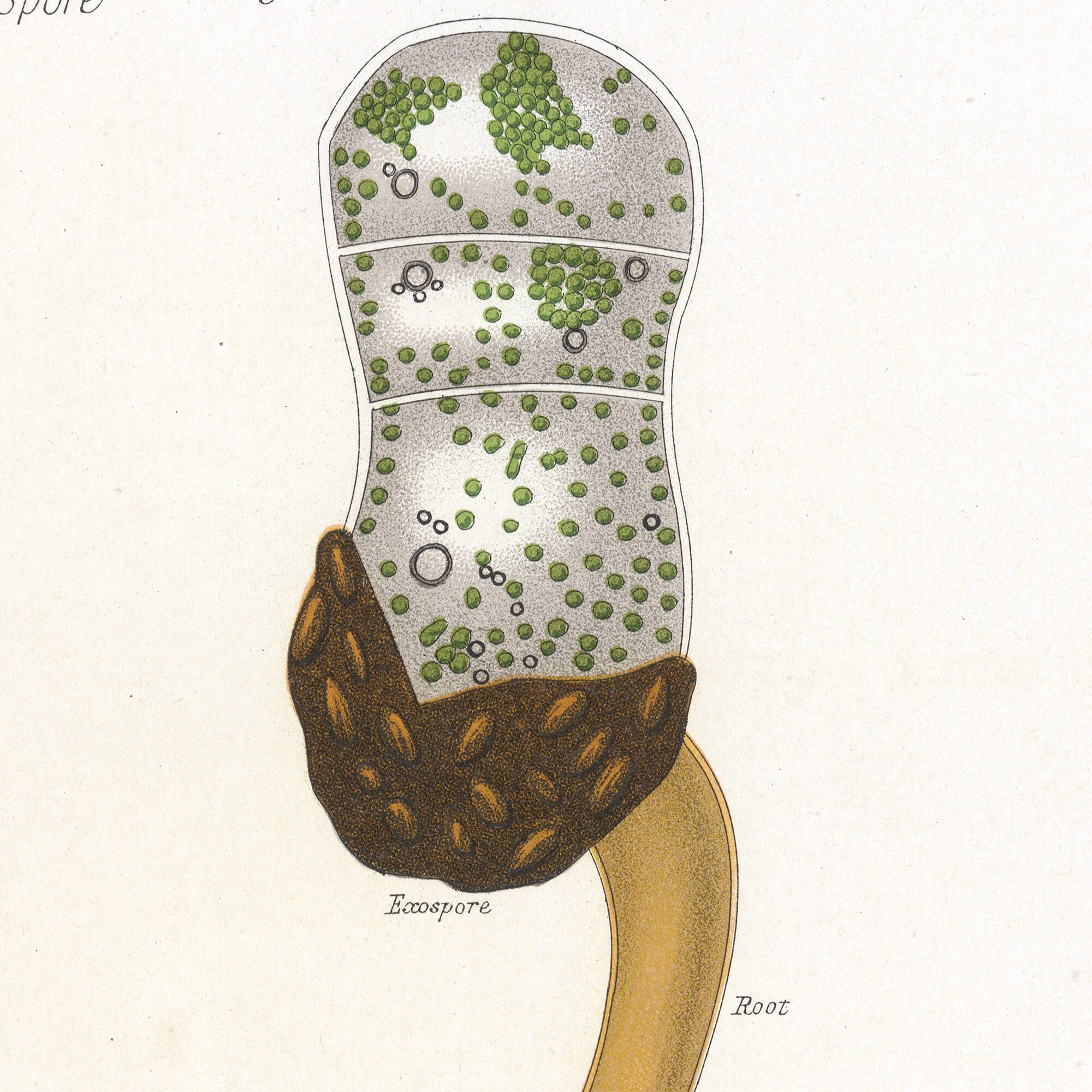 1883 Fern Classification Chart | Taxonomy of Cryptogamic Plants in an ...