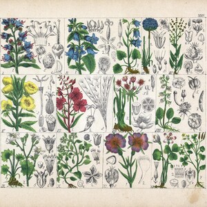 Cromolitografía antigua – Especies de plantas con flores: Gentiana, Epilobium, Oenothera | Por J.G. Kübler, grabado botánico alemán, 1897