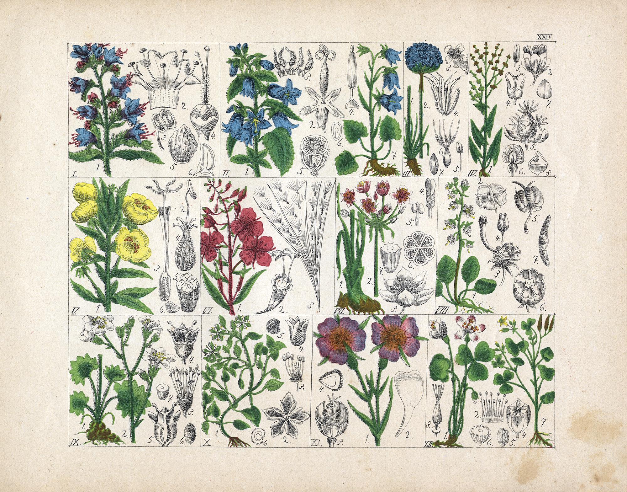 1897 Flower Print - Etsy Australia