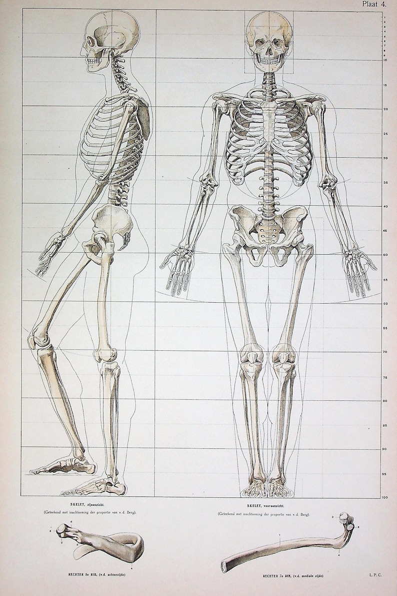 Antique Large Lithograph - Anatomical Study of Full Human Skeleton in ...