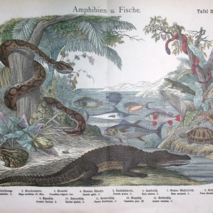 Könnte beinhalten: Eine Illustration verschiedener Amphibien und Fische in einer Dschungelumgebung. Das Bild zeigt ein Krokodil, eine Schlange, eine Schildkröte und mehrere Fische, die in einem Fluss oder See schwimmen. Das Bild stammt aus einem Buch mit dem Titel "Amphibien u. Fische" und ist mit "Tafel 39." beschriftet.