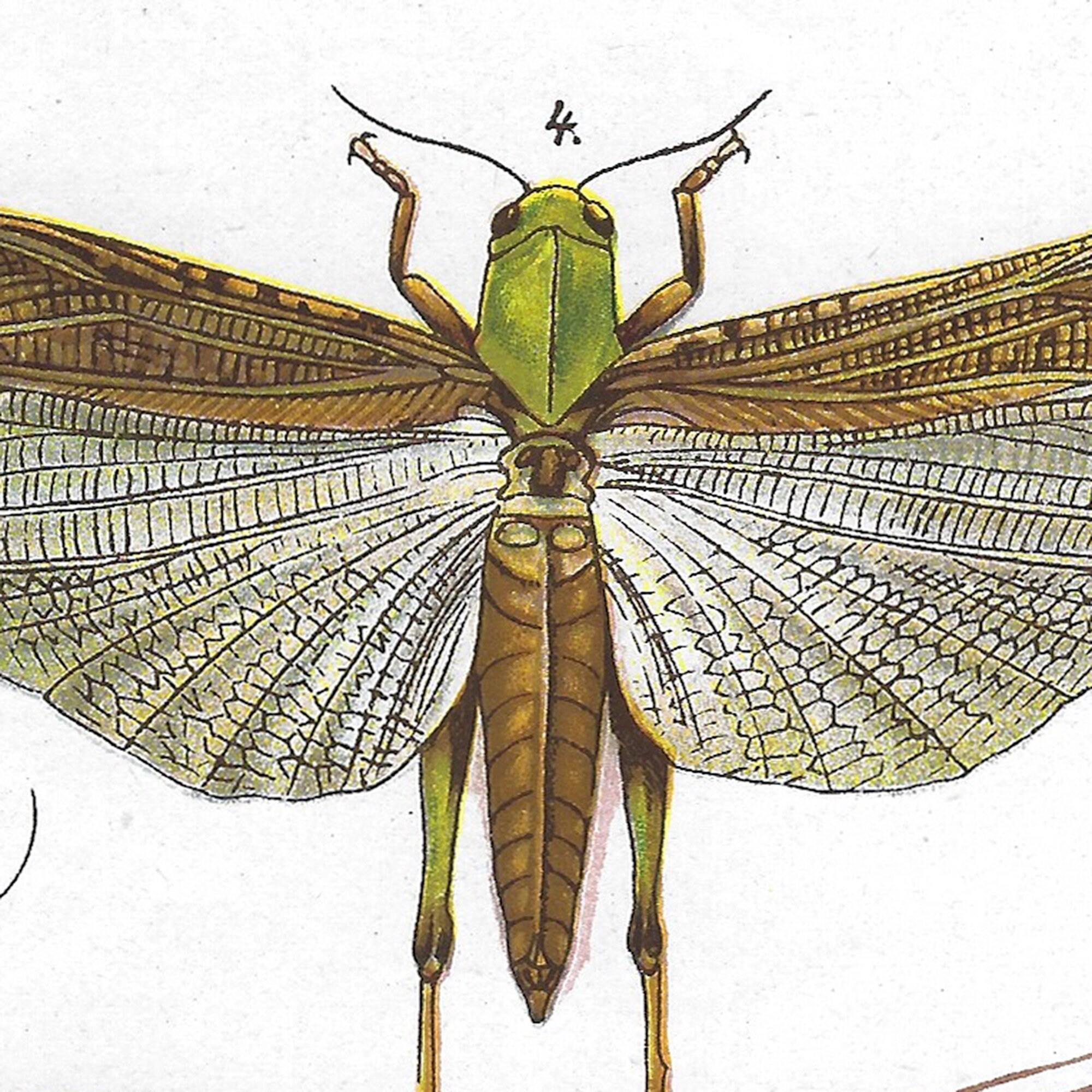 1923 German Insect Art Print | Contains - Great Green Bush-cricket ...
