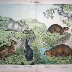 Puede incluir: Una ilustración de cinco animales diferentes: un conejo blanco, un conejo marrón, un conejo negro, un castor marrón y una rata almizclera marrón. Los animales se representan en un entorno natural con rocas, árboles y un arroyo.