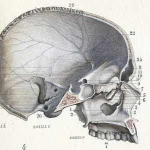 May include: A detailed anatomical illustration of a human skull, showing the bones and structures of the head, including the nasal cavity, sinuses, and teeth. The image is labeled with numbers and anatomical terms.