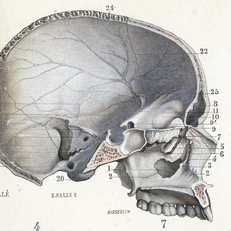 May include: A detailed anatomical illustration of a human skull, showing the bones and structures of the head, including the nasal cavity, sinuses, and teeth. The image is labeled with numbers and anatomical terms.