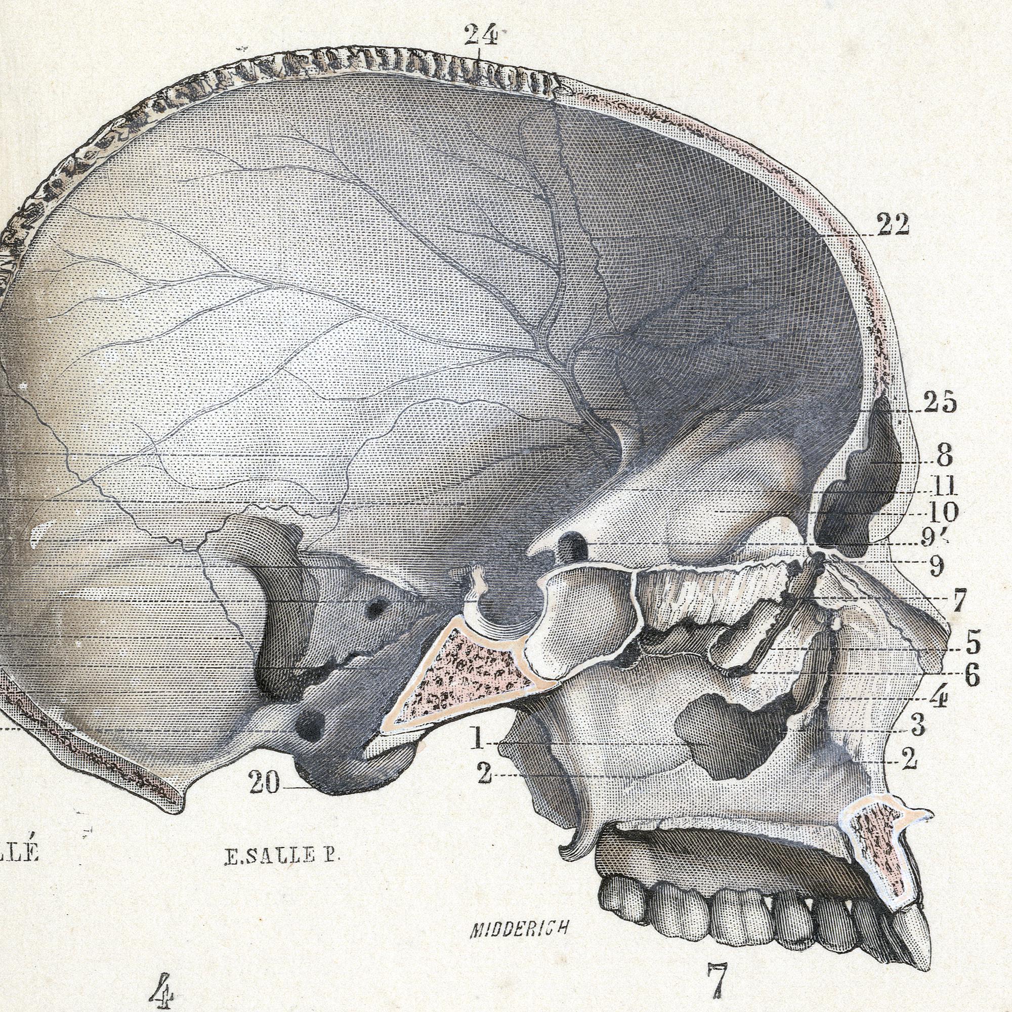 1877年アンティーク手彩色版画 - 「Atlas d'Anatomie Descriptive