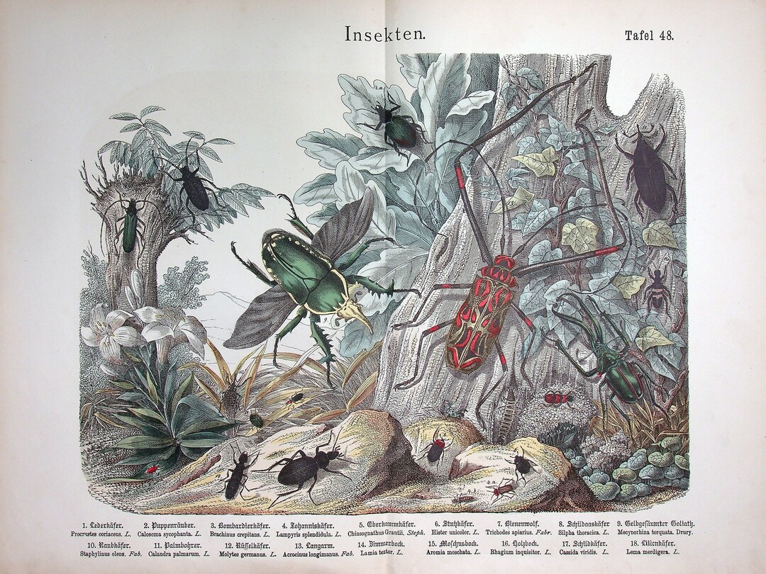 1886 Antique Insects Litho Incl. Leather Beetle procrustes Coriaceus ...