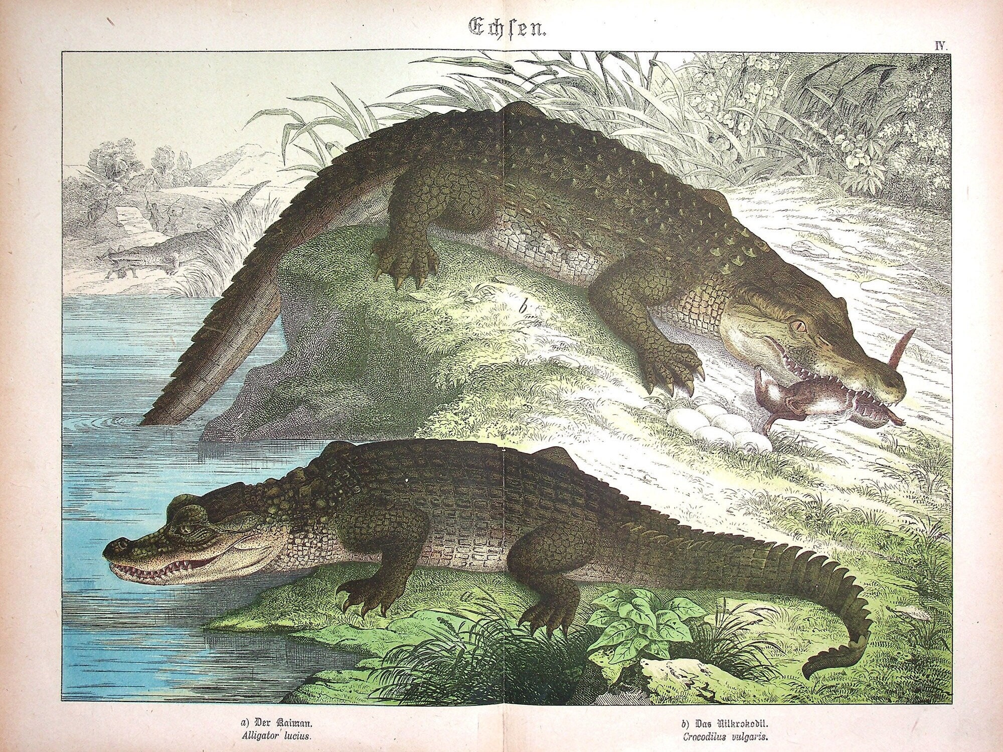 Nile Crocodile (crocodylus Niloticus Vulgaris) | 1886 Antique