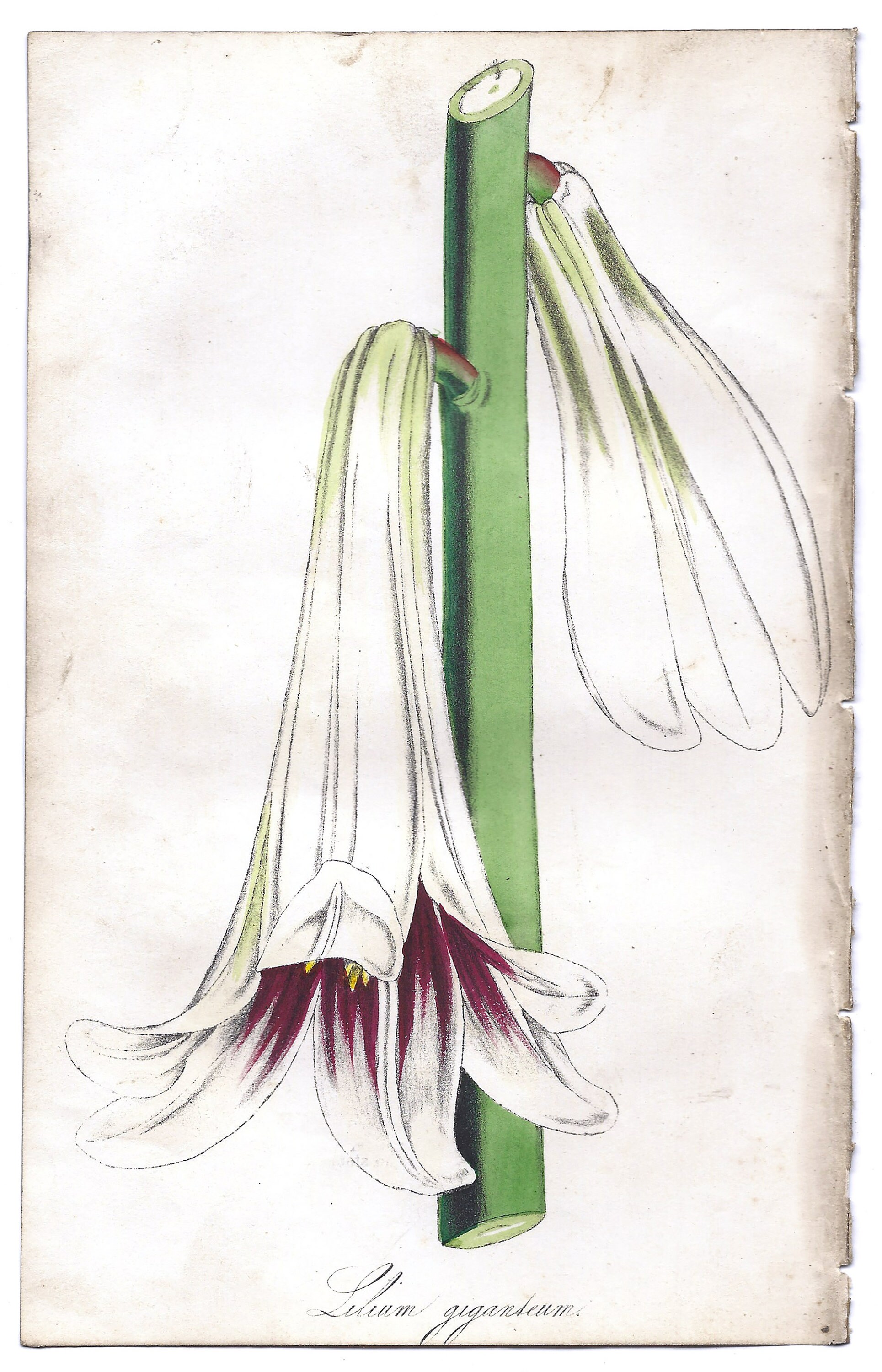 1853 Floricultural Cabinet Hand-colored Engraving | Lilium