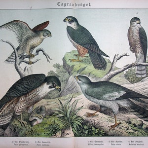 May include: An illustration of four different types of birds of prey, including a Peregrine Falcon, a Goshawk, a Kestrel, and a Sparrowhawk. The birds are depicted perched on branches and rocks, with detailed markings and colors.