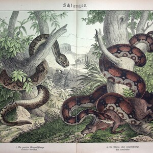 Könnte beinhalten: Zwei Schlangen, eine braune und eine rot-schwarze, sind um Bäume in einer Dschungelkulisse gewickelt. Die rot-schwarze Schlange würgt ein Reh. Der Text "Schlangen" steht oben im Bild.