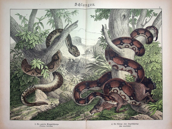 Boa Constrictor (boa Constrictor), Timber Rattlesnake (crotalus