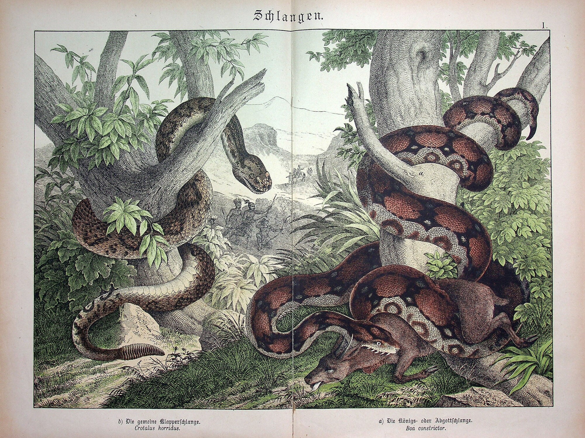 Boa Constrictor (boa Constrictor), Timber Rattlesnake (crotalus