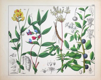 1859 | Oudemans | Original Hand-Colored Engraving - Meadow Vetchling (Lathyrus pratensis), Spring Vetchling (Lathyrus vernus) | Flora