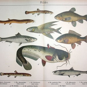 Può includere: Un'illustrazione di nove diversi tipi di pesci, tra cui un pesce gatto, una carpa, un pesce volante e una murena spinosa. I pesci sono raffigurati in uno stile realistico con dettagliate marcature e colori. L'illustrazione è etichettata con i nomi tedeschi di ogni pesce.