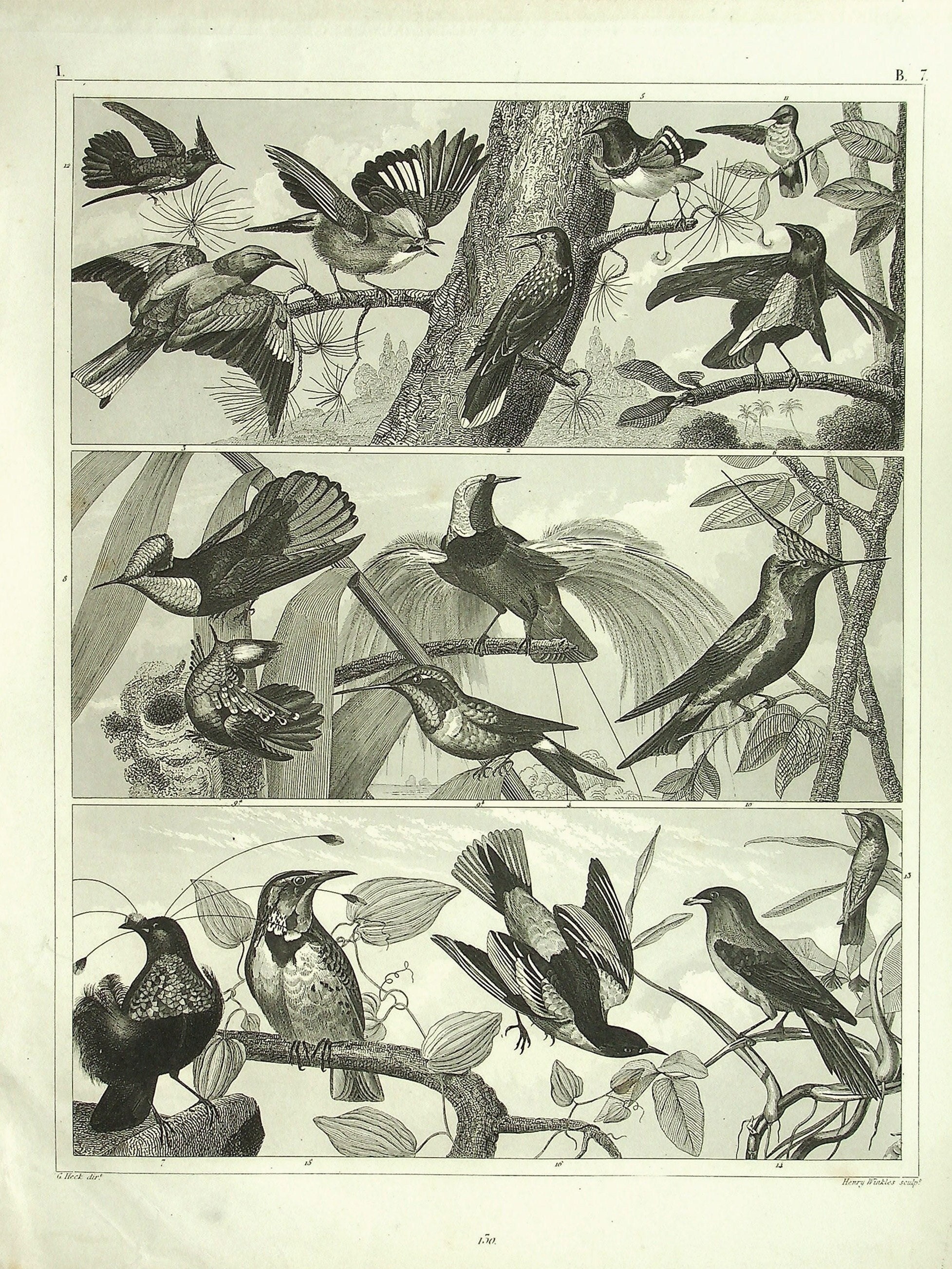 1849 年のアンティーク ハチドリとエキゾチックな鳥のプリント |鳥類学