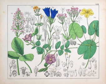 1859 | Oudemans | Original Hand-Colored Engraving - Water Clover (Menyanthes trifoliata), Water Gentian (Nymphoides peltata) | Antique print