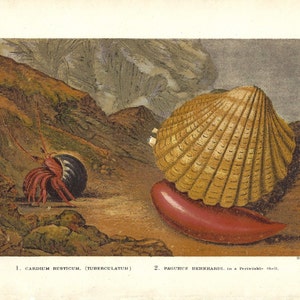 Op de afbeelding: Een rood-witte heremietkrab in een bruine schelp, en een grote bruine en gele schelp van een sint-jakobsschelp met een rood-witte heremietkrab erin.