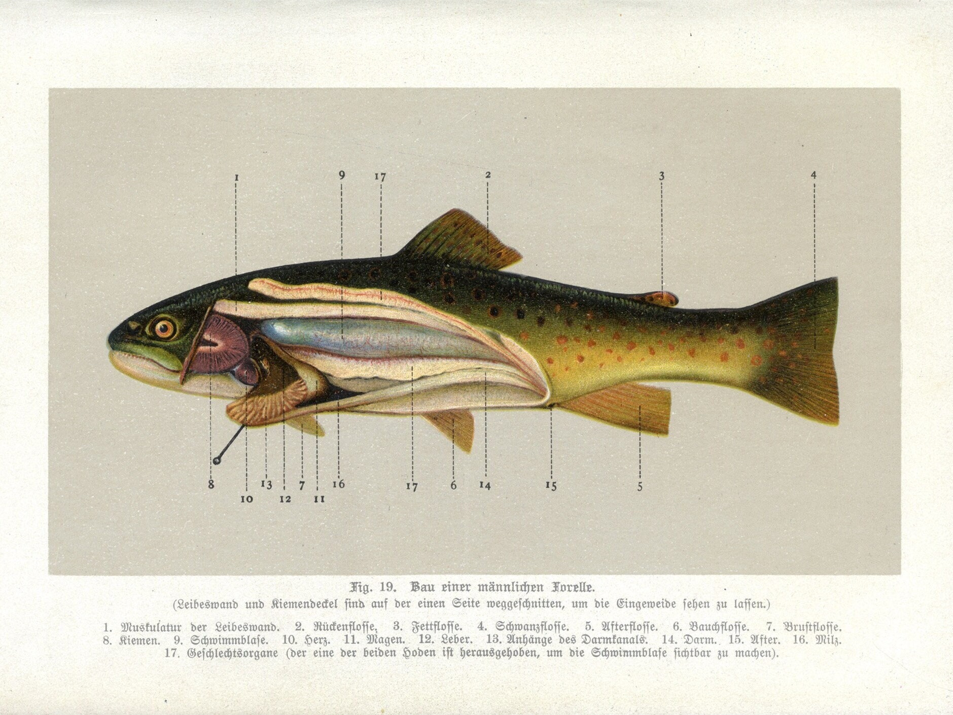 File:Denton Rainbow Trout 1896.png - Wikimedia Commons