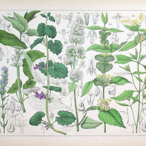 1859 | Oudemans | Original handkolorierte Gravur - Katzenminze (Nepeta cataria), Blasse Hanfnessel (Galeopsis segetum) | Die Flora der Niederlande