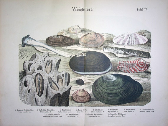 1886 Antique Shells Litho Incl. Wedge Shell (donax Trunculus