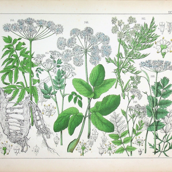 1859 | Oudemans | Original Hand-Colored Engraving - Water Hemlock (Cicuta virosa), Marsh Umbellifer (Peucedanum palustre)