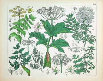 1859 | Oudemans | Original Hand-Colored Engraving - Angelica (Angelica archangelica), Caraway-scented Fern (Peucedanum carvifolia)