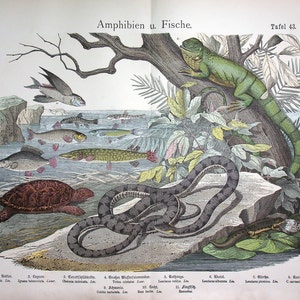 May include: An illustration of various amphibians and fish, including a flying fish, a turtle, a snake, and an iguana. The illustration is in a vintage style and features detailed drawings of each animal.