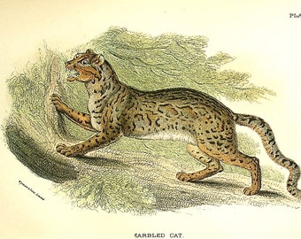 Marbled Cat - (Pardofelis marmorata) - Antique Colored Lithograph from 1895 - Old Print of a Felid.