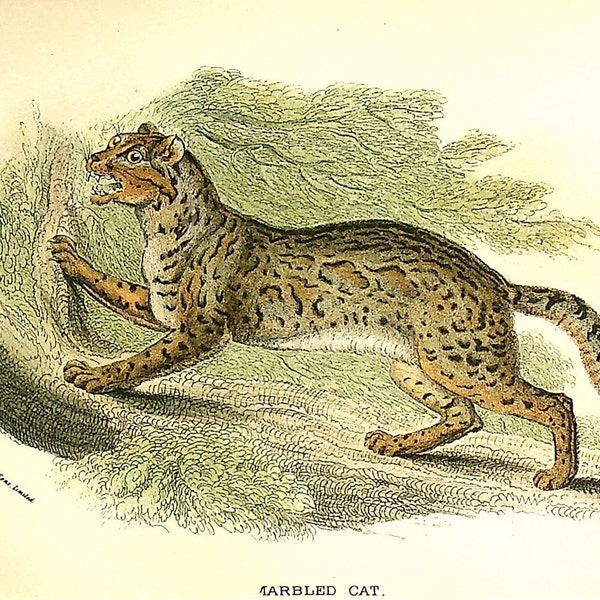Marbled Cat - (Pardofelis marmorata) - Antique Colored Lithograph from 1895 - Old Print of a Felid.
