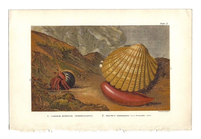 1899 Antique Sea Life Print | Rustic Cockle, Common Hermit Crab in ...