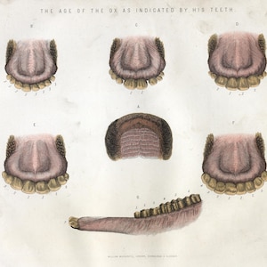 Op de afbeelding: Een vintage illustratie die de leeftijd van een os aangeeft aan de hand van zijn tanden. De illustratie toont de tanden van een os op verschillende leeftijden, gelabeld met de letters A tot en met G. De tekst "THE AGE OF THE OX AS INDICATED BY HIS TEETH." staat bovenaan de afbeelding.