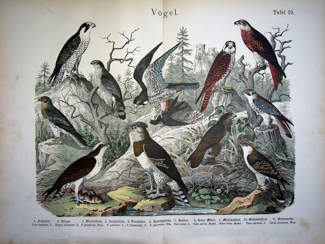 Falcon Colored 1886 Antique Falcons Litho Incl. Peregrine Falcon (falco Peregrinus ...