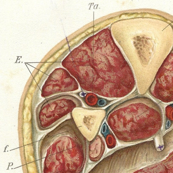 アンティーク解剖学プリント - 人間の四肢の断面図 | 1909年 手彩色