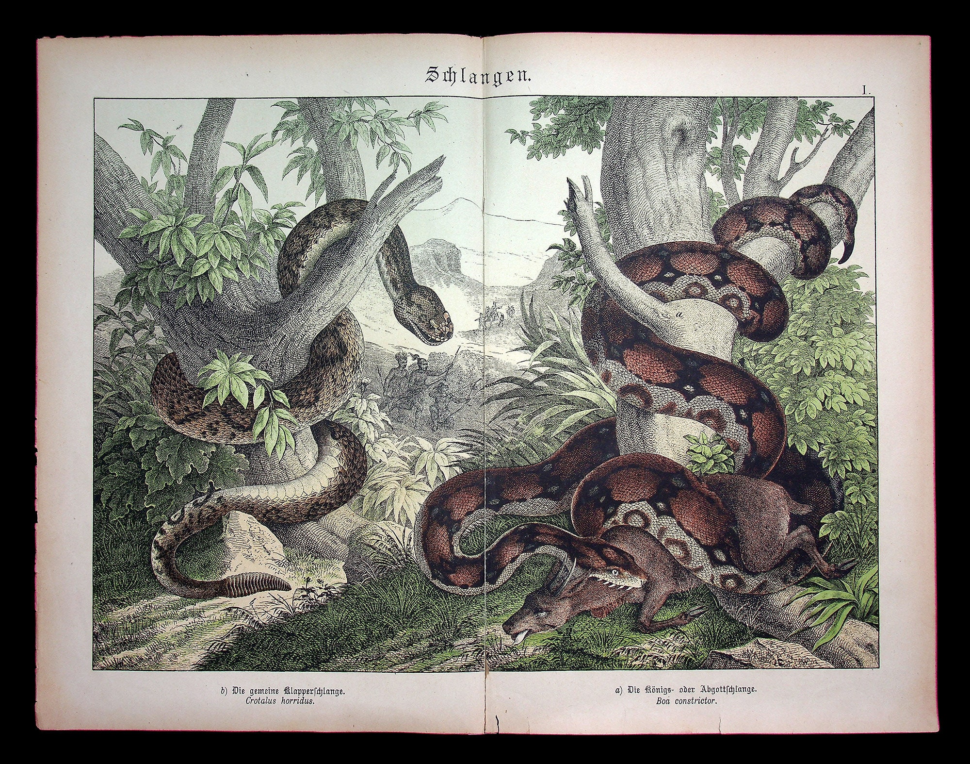Boa Constrictor (boa Constrictor), Timber Rattlesnake (crotalus