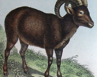 家畜の羊（Ovis aries）、ムフロン（Ovis musimon） | 1886年