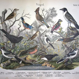May include: A vintage illustration of 13 different bird species, including a robin, a bluebird, a sparrow, and a woodpecker. The birds are depicted in a natural setting with trees, branches, and a small stream. The illustration is labeled "Vögel" and "Tafel 22."