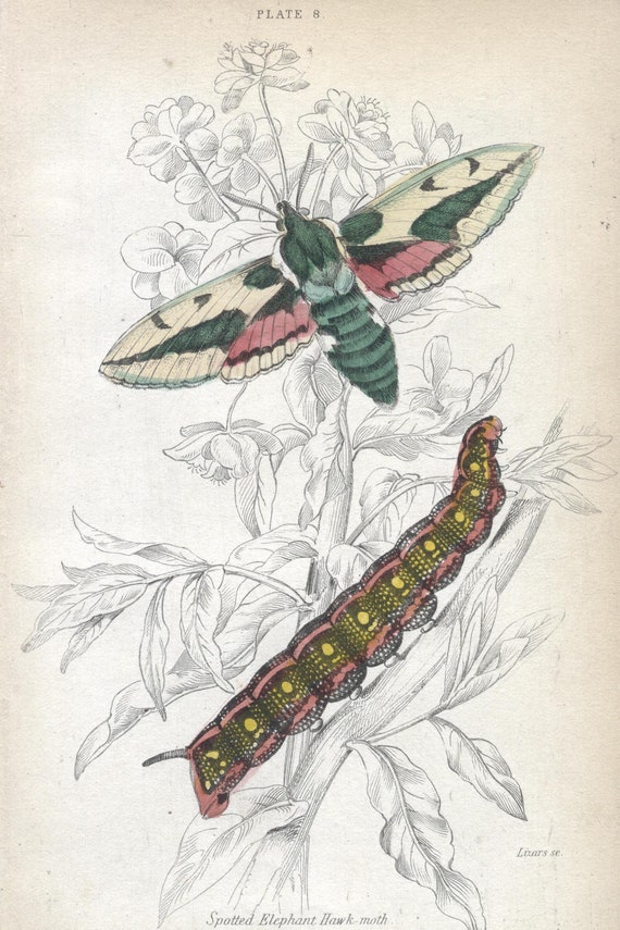 1876 Small Hand-Colored Engraving | British Moths by James Duncan | Spotted Elephant Hawk-Moth | Antique Entomology Art