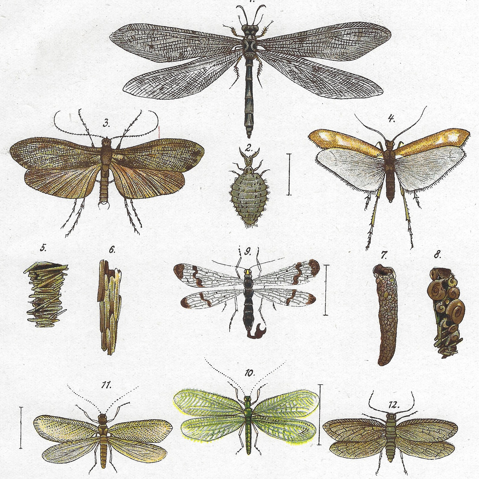 1923 German Antique Insect Lithograph | Featuring - Antlion ...
