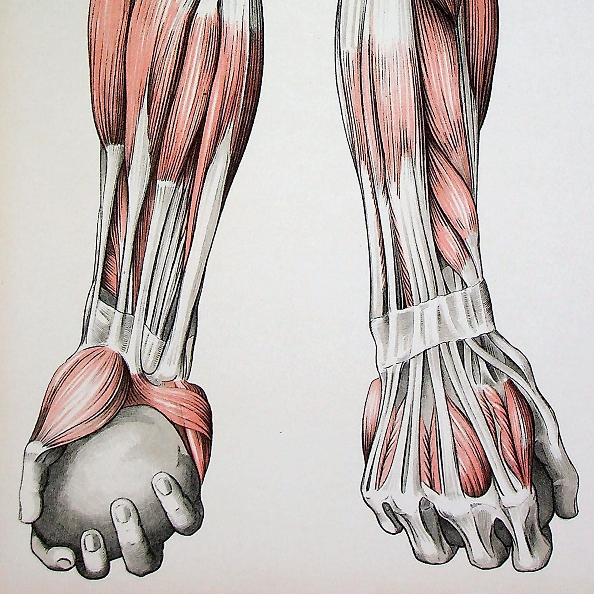 Antique Large Lithograph - Anatomical Study of Arm and Hand Muscles ...