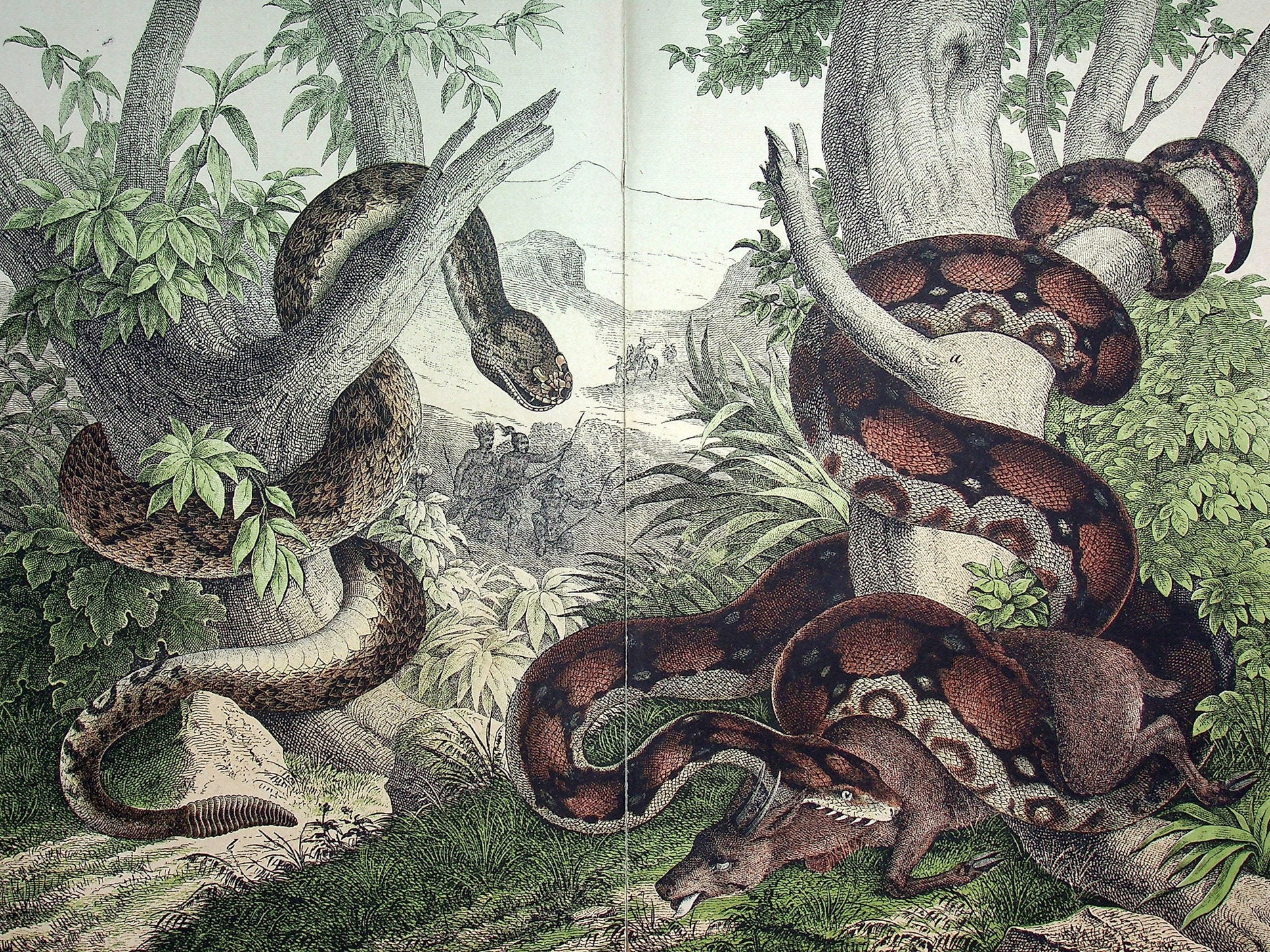 Boa Constrictor (boa Constrictor), Timber Rattlesnake (crotalus