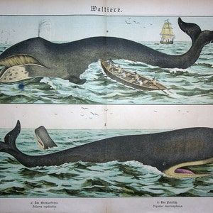 May include: Vintage illustration of whales in the ocean. The top image shows a whale with a boat and a ship in the background. The bottom image shows a whale with its mouth open. The text "Waltiere" is at the top.