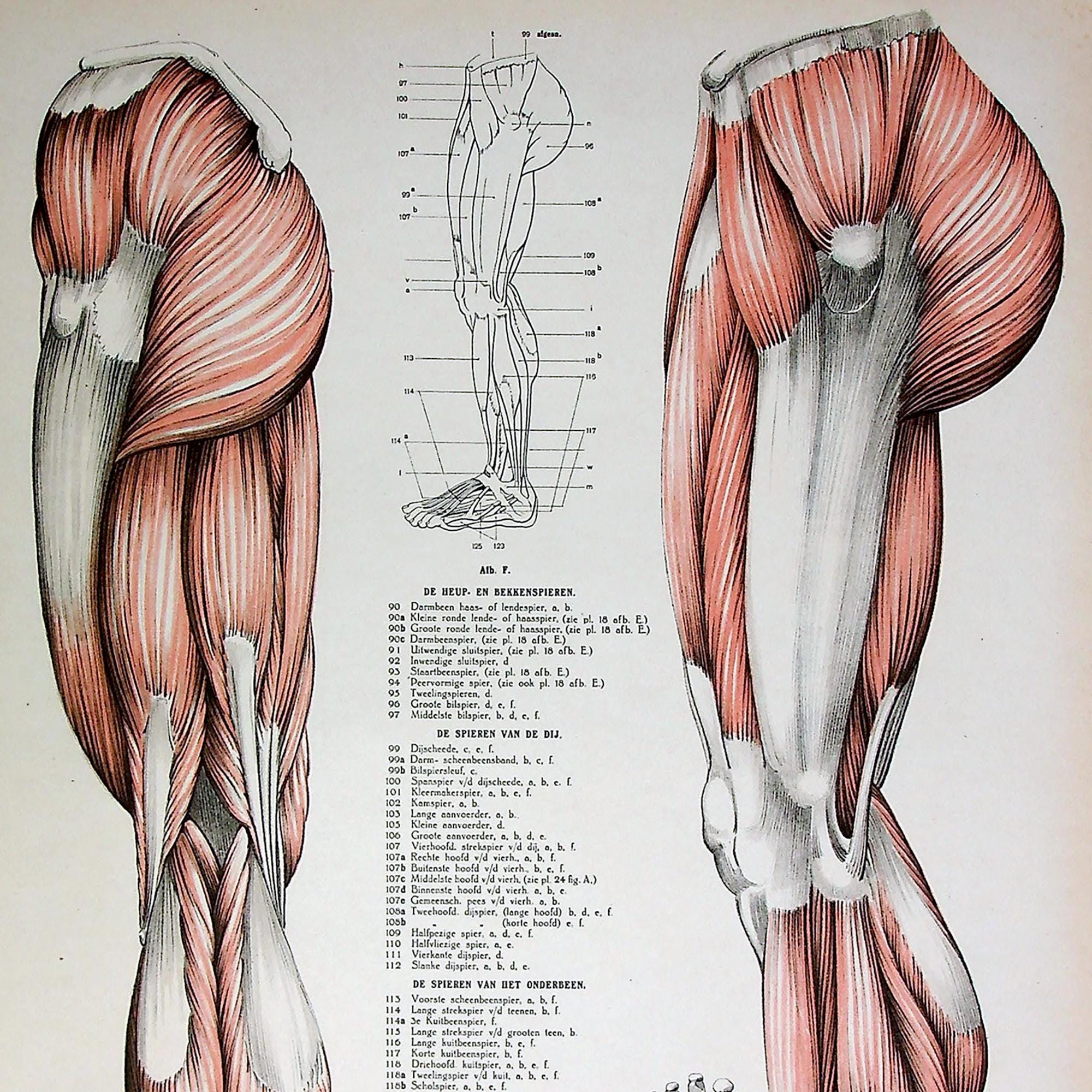 Study Leg Muscles Antique Large Lithograph - Anatomical Study of Leg, Thigh, and Foot ...