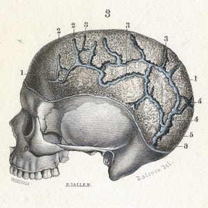 May include: A detailed anatomical illustration of a human skull, showing the intricate network of blood vessels in the cranium. The skull is viewed from the side, with the left side of the face visible. The illustration is labeled with numbers indicating different anatomical features.
