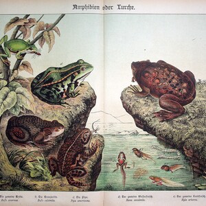 May include: A vintage illustration of various amphibians, including frogs and tadpoles, in a naturalistic setting. The artwork features detailed depictions of different frog species, showcasing their colors and patterns. The image includes text in German.