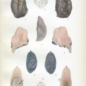 May include: Plate V. of a scientific illustration showing 11 different types of organisms, including a variety of shapes and colors. The organisms are numbered 1 through 11.
