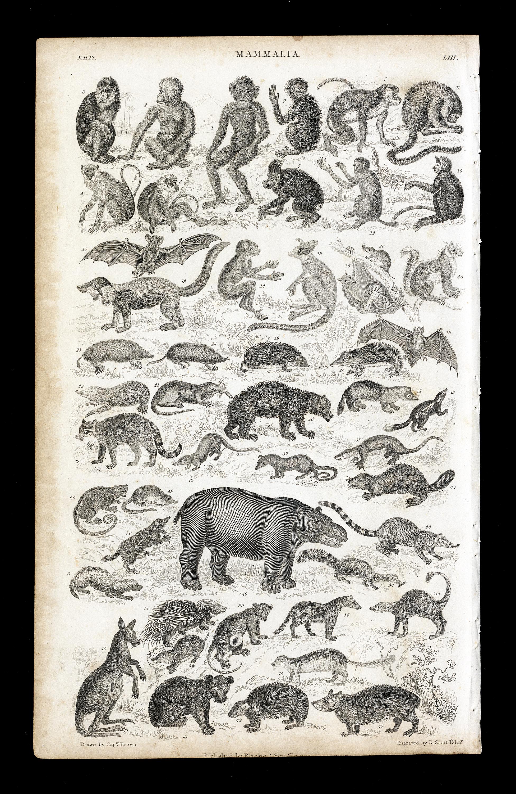 Antique 1858 Engraving – Mammals: Apes, Bats, Marsupials & More
