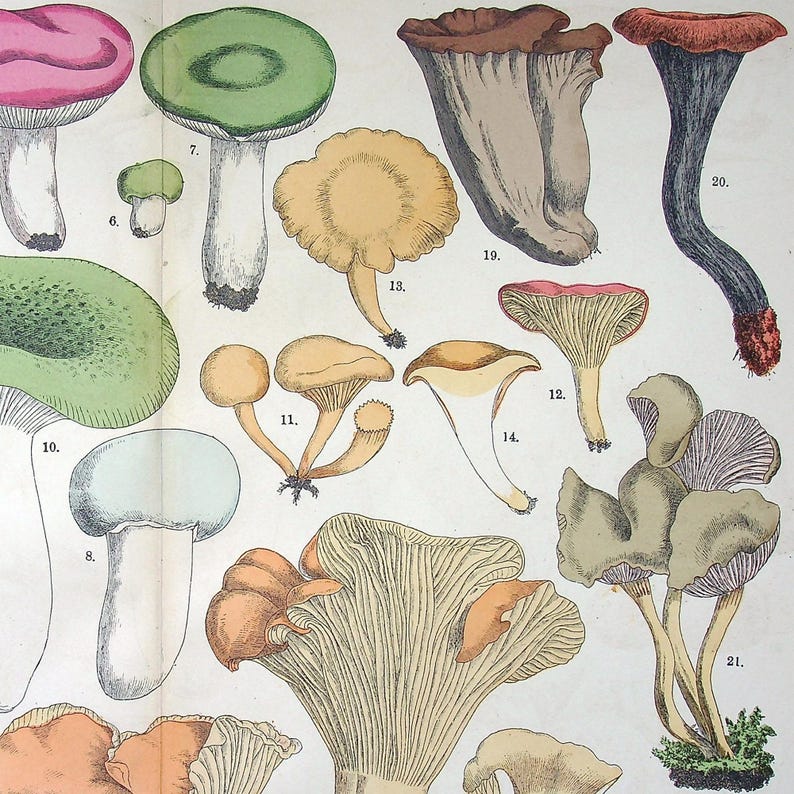 Hand colored Fungi Print 1885 - Fünfstück | Chanterelle (Cantharellus cibarius), Green-cracking Russula (Russula virescens) | Antique Mushrooms Lithograph Art